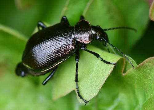Calosoma inquisitor